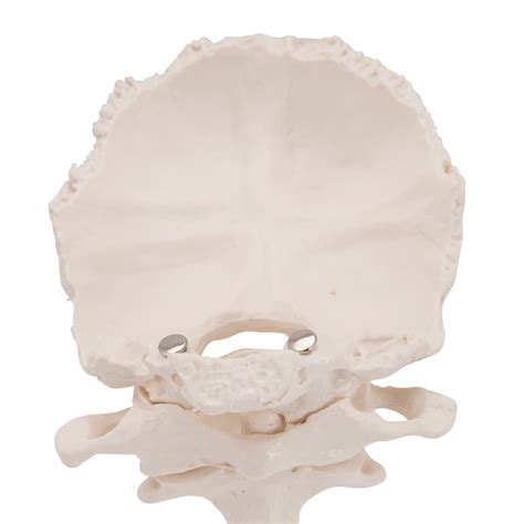 Modelos Anatomicos De Ensino Modelo Vertebras De Plastico Atlas E áxis