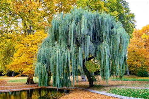 keys to the willow tree cultivation uses and varieties lovetoknow