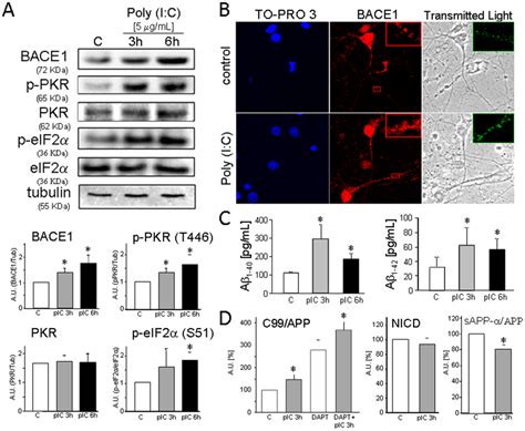 Poly I C Induces Pkr Activation Upregulates Bace And Promotes A Download Scientific
