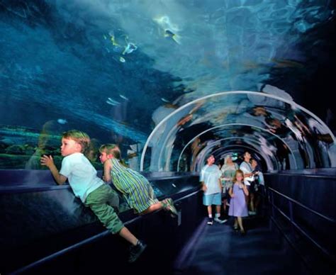 World Visits Sydney Aquarium One Of The Greatest Aquariums In The World