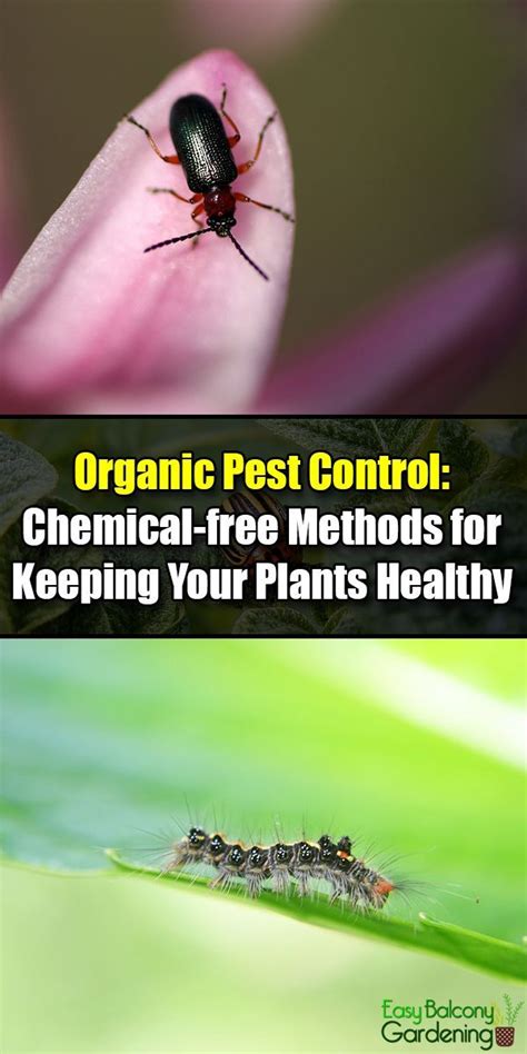 Whether it's termites, wasps or a family of rats, a household or exclusively for pest control companies. Organic Pest Control: Chemical-free Methods for Keeping ...