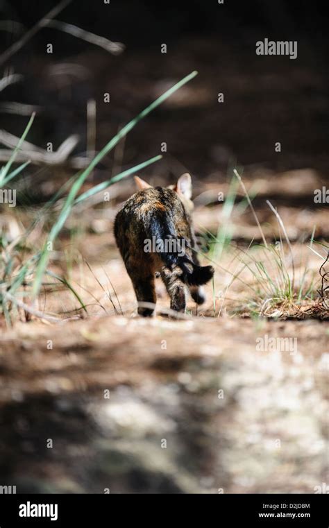 Feral Cat High Resolution Stock Photography And Images Alamy