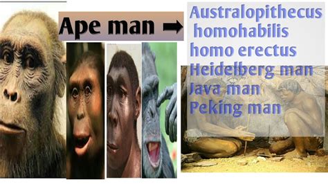 Evolution Stages Of Human Evolution Ape Man Phylogeny Of Man