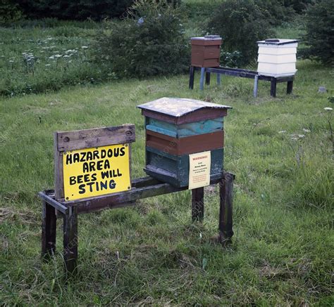 Bee Hives Stock Image C0223276 Science Photo Library