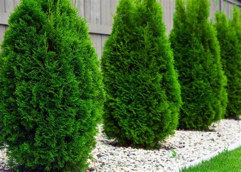 17 Fast Growing Evergreen Shrubs 🌳 🚀 Boost Your Gardens Green All