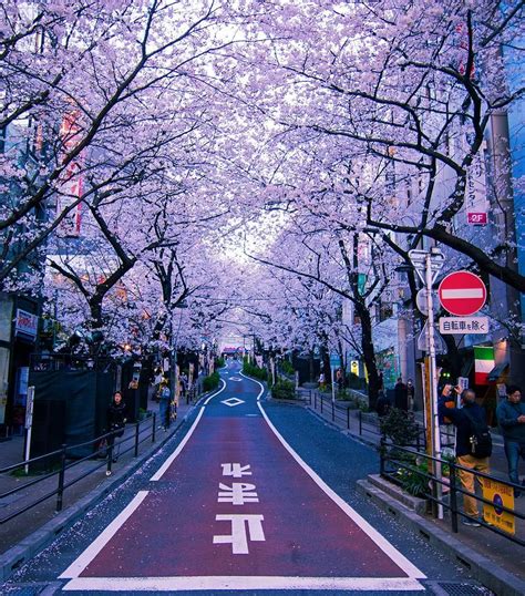 Tokyo Sakura Wallpapers Top Free Tokyo Sakura Backgrounds