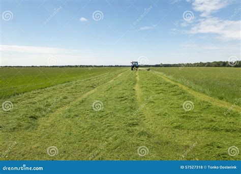 Pasture Mowing With Blue Tractor Stock Photo Image Of Blue Dutch