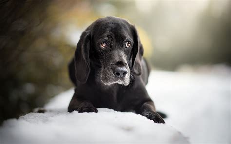 Download Wallpapers Black Labrador Snowdrifts Sad Dog Winter