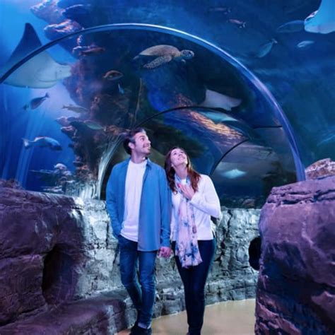 Sea Life Orlando And Madame Tussauds Combo Tickets Fever