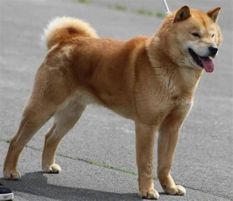 北海道犬 公益社団法人 日本犬保存会