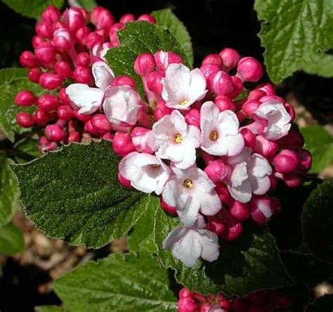Formerly known as viburnum alnifolium, this variety grows in. Korean Spice Viburnum carlesii - World's Most Beautiful ...