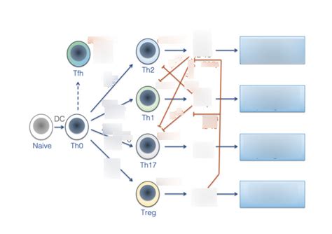 Cytokines Diagram Quizlet