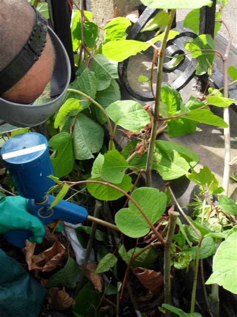 Japanese Knotweed Removal Wildscapes