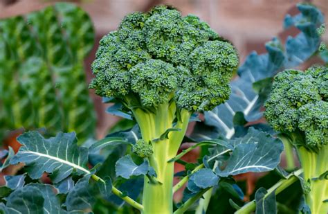 Best Companion Plants For Broccoli And Which To Avoid Trendradars