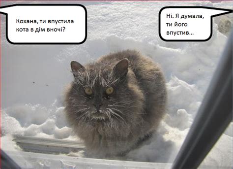 Frozen Cat Funny Animal Photos Funny Animal Pictures Funny Animals