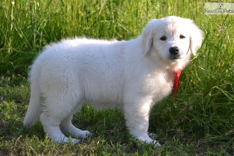 We did not find results for: Cami: English Golden Retriever puppy for sale near ...