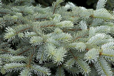 Colorado Blue Spruce Tree Care And Growing Guide