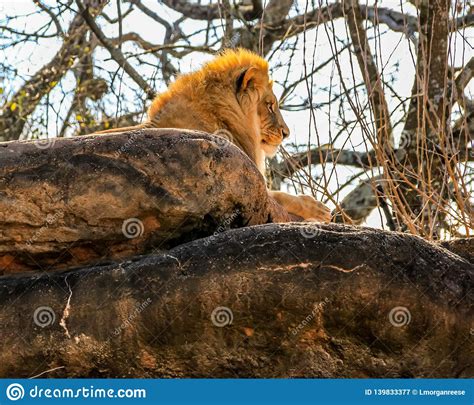 A Majestic Male African Lion Sits Atop A Large Rock In A