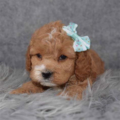 With thousands of cockapoo puppies for sale and hundreds of cockapoo dog breeders, you're sure to find the perfect cockapoo puppy. Female Cockapoo Puppy For Sale Georgia | Puppies For Sale ...