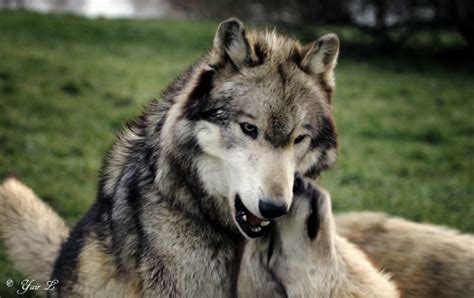 Alpha Wolflast Stand Wolf World Beautiful Dogs Wolf Pictures