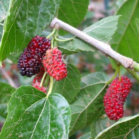 Mulberry tree - planting, care, pruning for fruiting and fruitless ...