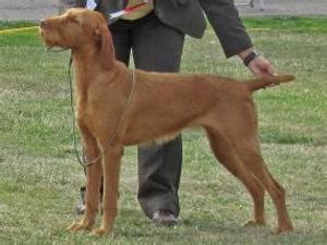 hungarian wirehaired vizslas champdogs