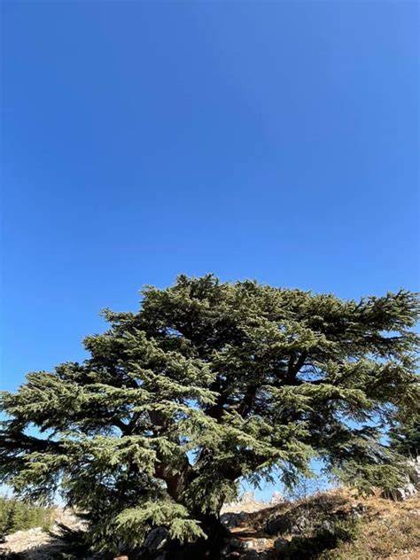 The Cedars Of Lebanon Are Mentioned In The Holy Bible Old Testament