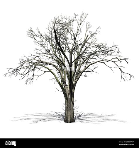 American Elm Tree In Winter Isolated On White Background 3d