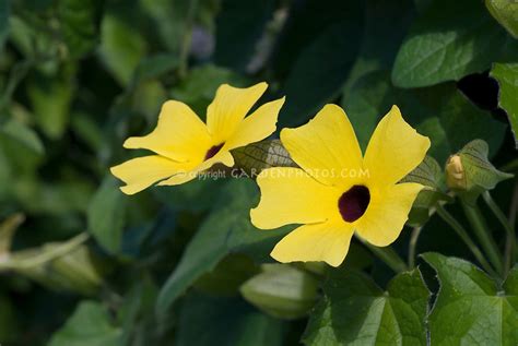 Depending on your climate, this annual or perennial flowering plant can add a dramatic appeal to your rooms. Thunbergia alata 'Sunny Yellow Star' climbing annual clock ...