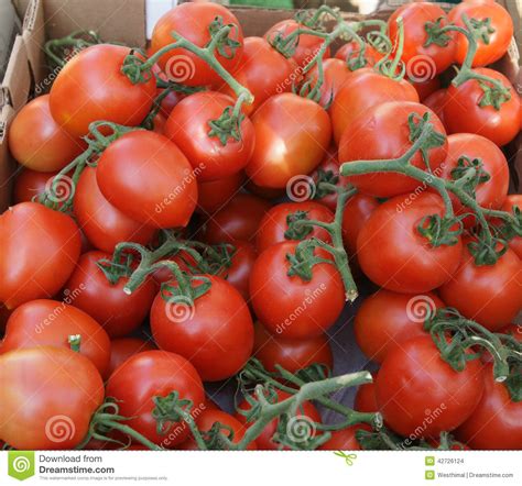Roma Tomato Italian Plum Tomato Solanum Lycopersicum Stock Photo