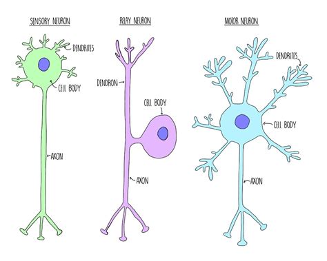 Sensory Neuron Cell Body