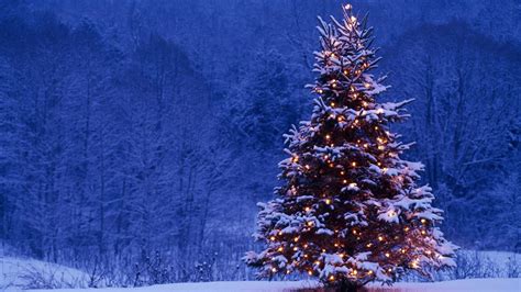 Snow Covered Christmas Tree Wallpapers Wallpaper Cave