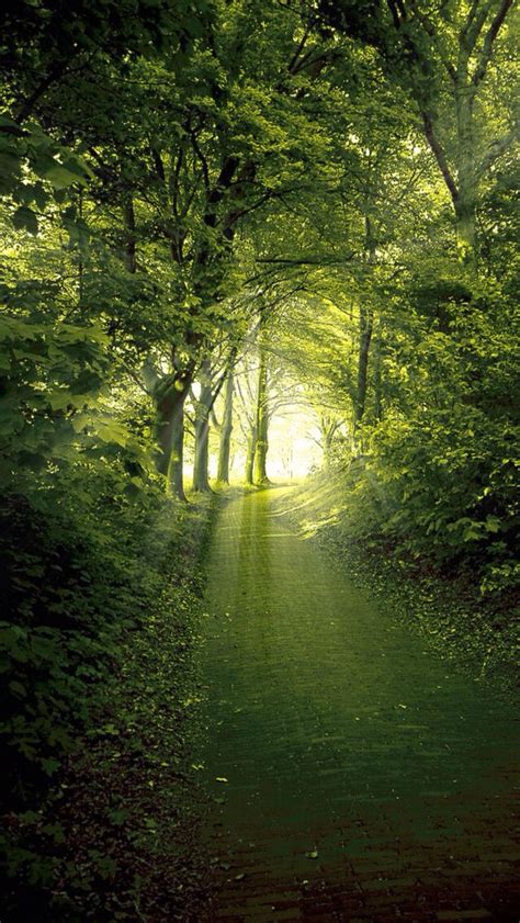 Amazing Mystical Forest Magical Forest Nature