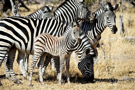 Mother And Baby Zebra Stock Photo Image Of Tanzania 35218864