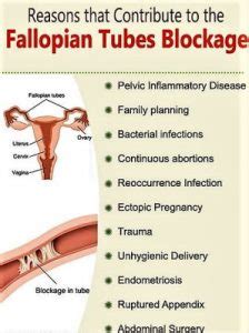 Blocked Fallopian Tubes Symptoms Causes And Treatment For Fertility