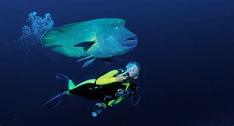 The Colossal Humphead Wrasse
