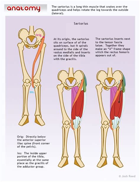 Anatomy muscle attachments skeltal chart. Sartorius Muscular anatomy diagram | Anatomy & Physiology | Pinterest | Health, Health and ...