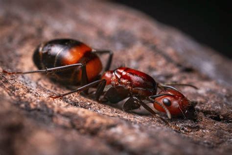 Camponotus Nicobarensis Macro Photography