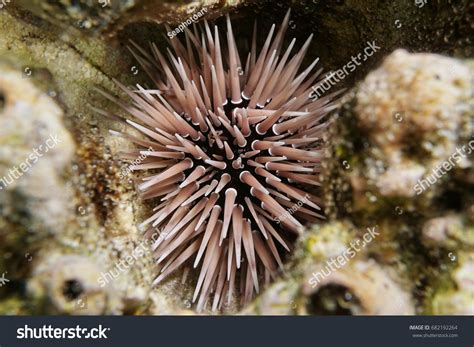 82 Burrowing Sea Urchins Images Stock Photos And Vectors Shutterstock