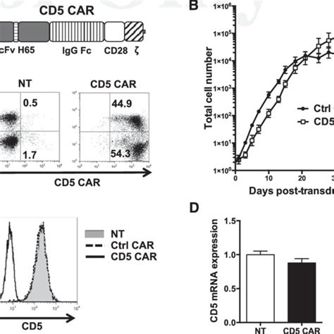 Cd5 Car T Cells Expand And Downregulate Cd5 A Schematic Structure Of