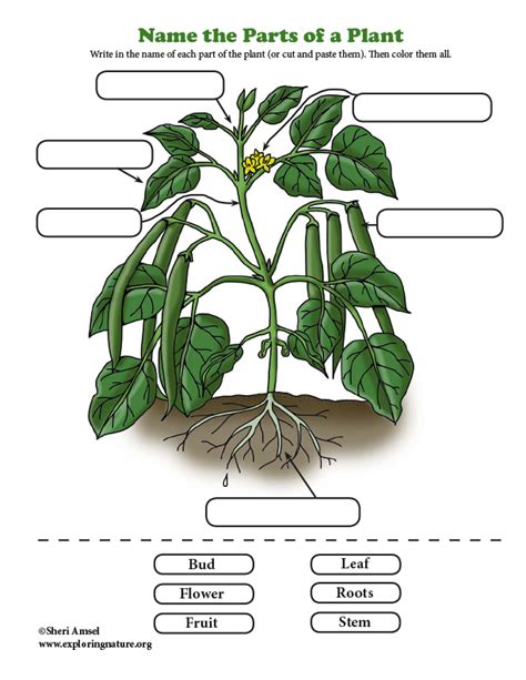 Parts Of A Plant Worksheet Cut And Paste