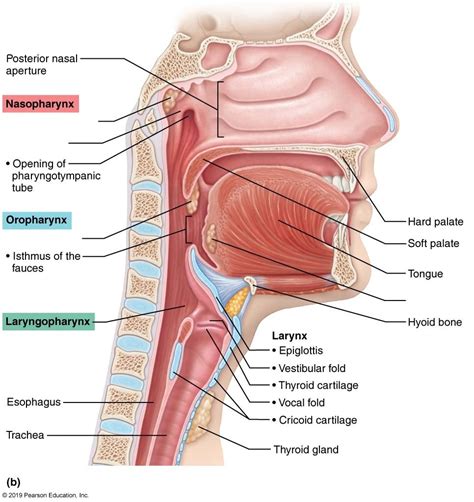 Larynx And Pharynx Diagram Quizlet