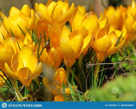 Crocus Large Flowering Golden Yellow Crocus Flavus Known As Yellow