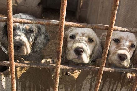 Good karma puppy rescue's mission is to reduce the number of abandoned, neglected and. MHS Takes Aim Against Puppy Mills - Michigan Humane Society