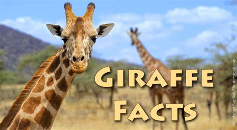 The most common giraffe templates material is paper. Giraffe Facts For Kids: Information & Pictures from Active ...