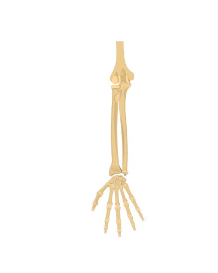 Blank Radius And Ulna