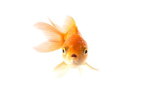 Download Goldfish Picture Hd Image Free Png Hq Png Image Freepngimg