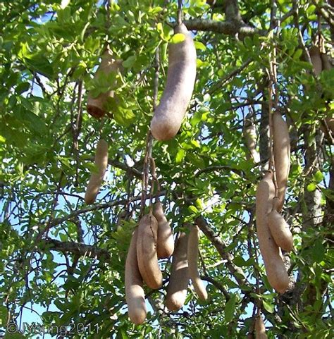 Sausage Tree Kigelia Africana