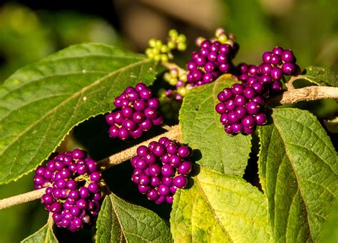 Free Images Blossom Fruit Berry Flower Purple Wild Bush Food