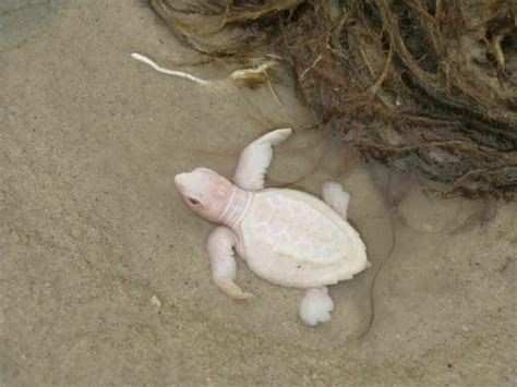 Rare Baby Albino Sea Turtle Baby Sea Turtles Albino Animals Rare
